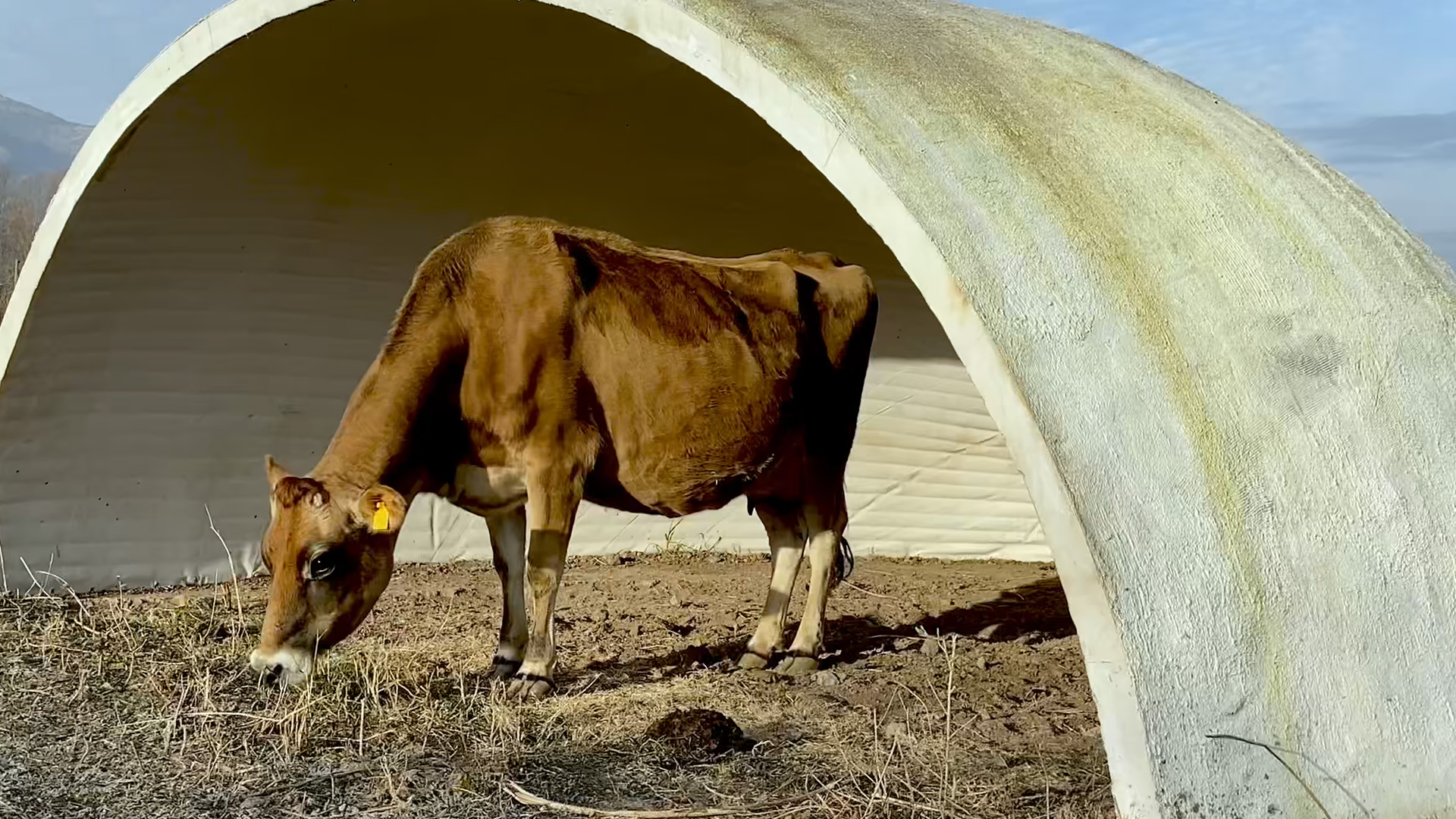 Rebuilding Palanga, Metin Çavuş
