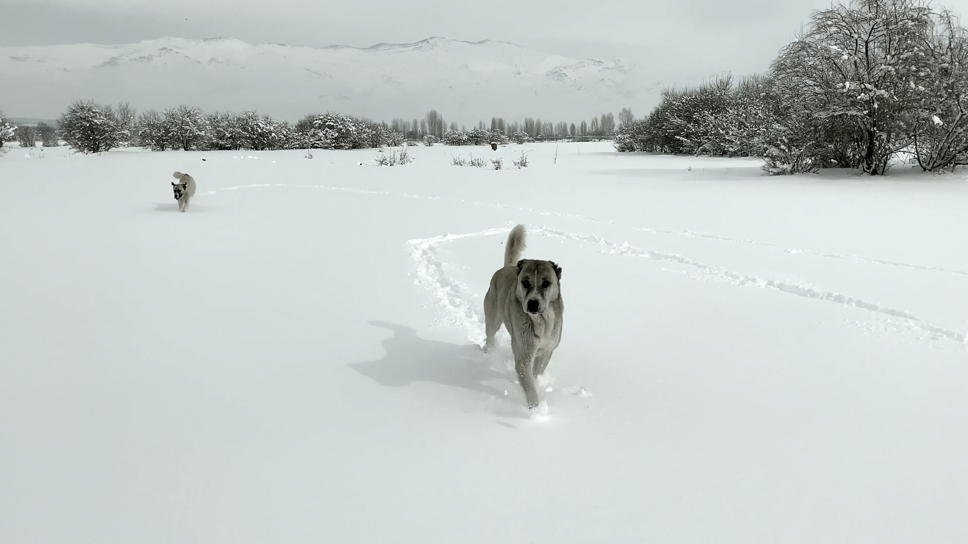 Rebuilding Palanga, Metin Çavuş